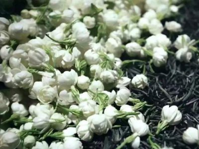 喝茶治口臭嗎，什么茶治口臭好？