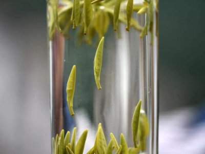 茶葉的專業(yè)知識，關(guān)于茶的基本知識大全