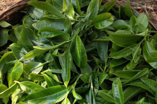 最耐泡的茶葉排名，什么茶葉經(jīng)久耐泡？
