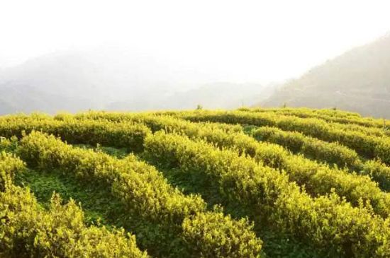 黃金茶的功效及禁忌癥，黃金茶有什么副作用嗎？