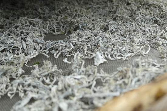 麗江雪茶的功效與作用，白雪茶有什么功效和作用