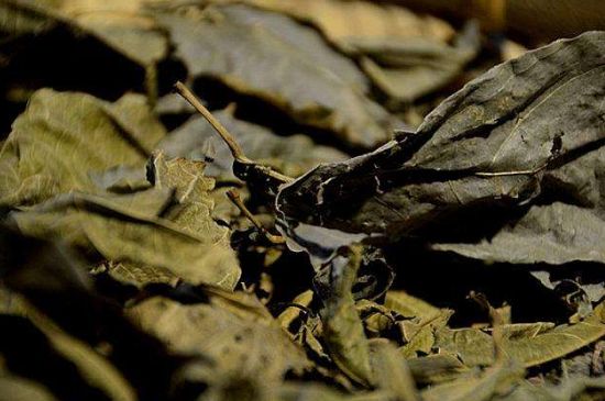 鷓鴣茶什么人不適合喝，鷓鴣茶的禁忌人群