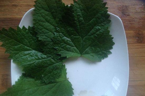 薄荷茶的功效與作用，喝薄荷茶有什么好處？