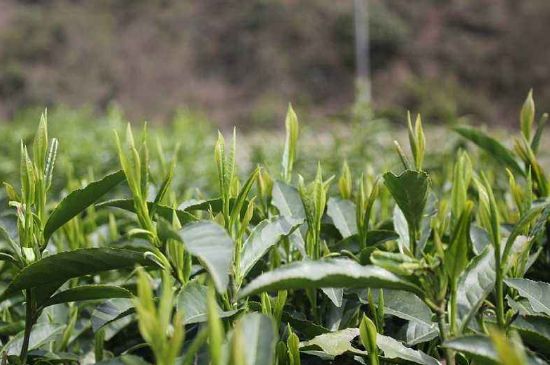 喝黃金茶禁忌，什么人不能喝黃金芽茶？