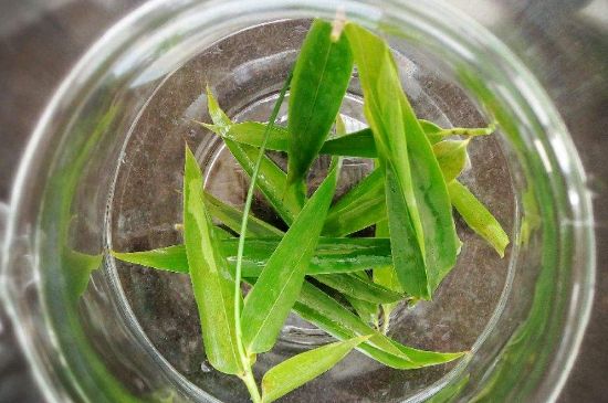 竹葉茶的禁忌，竹葉泡茶的功效禁忌