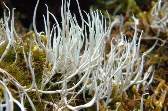 麗江雪茶的禁忌，白雪茶的副作用