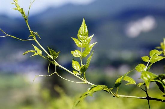 莓茶為什么先苦后甜回甘，莓茶口感怎么樣？