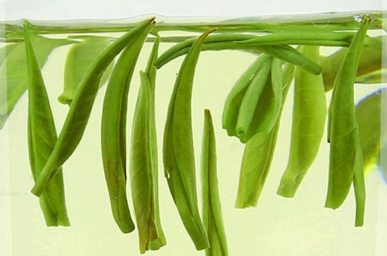 雀舌茶什么人不能喝，雀舌茶的功效與禁忌