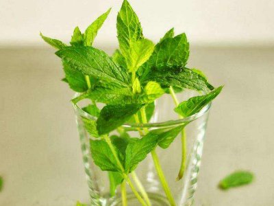 喝茶治口臭嗎，什么茶治口臭好？