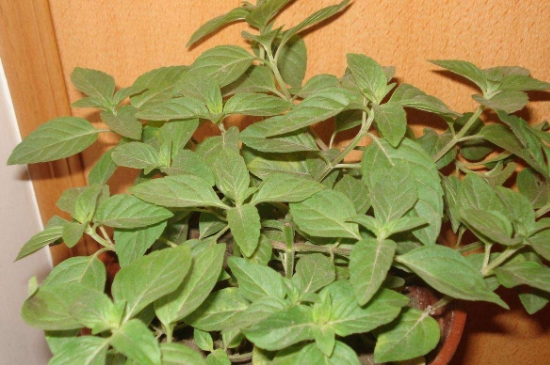 薄荷茶的功效與作用，喝薄荷茶有什么好處？