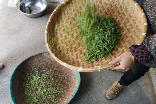 炒青茶為什么便宜，炒青綠茶好喝嗎？