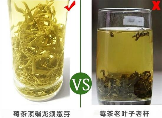 張家界茅巖莓茶與藤茶是同一種茶嗎，藤茶跟莓茶一不一樣？