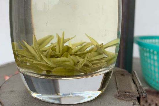 安吉白茶耐寒嗎，白茶適合放冰箱嗎