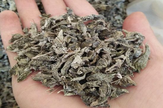 張家界莓茶真假對(duì)比，野生莓茶的鑒別方法