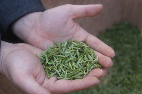 茶葉可以放冰箱嗎，茶需要放冰箱保存嗎