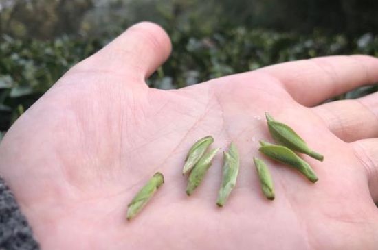 春茶季怎么辨別白毫銀針的好壞，好的白毫銀針如何選購(gòu)？