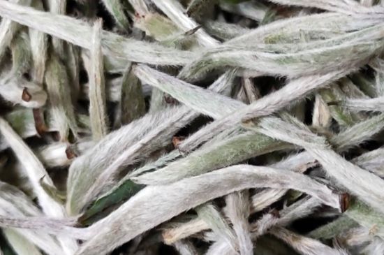 春茶上市白茶的好壞怎么區(qū)分，春白茶怎么分辨好不好？