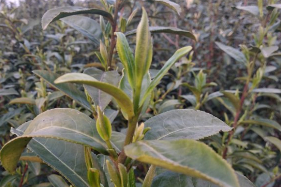 家庭如何保存碧螺春茶葉，蘇州洞庭碧螺春綠茶怎么保存？