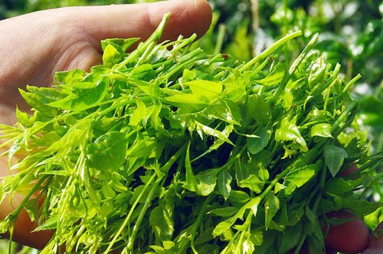 茅巖莓茶別名是什么，莓茶別名叫藤茶嗎？