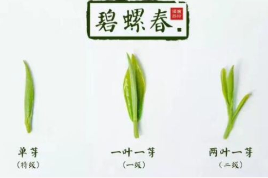 真假碧螺春泡水后區(qū)別，蘇州洞庭碧螺春怎樣鑒別好壞？