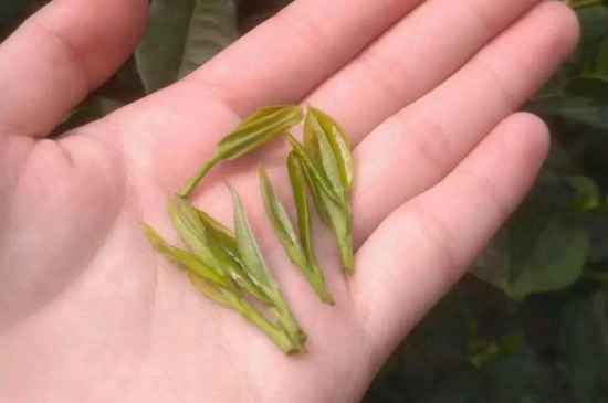 炒青茶為什么便宜，炒青綠茶好喝嗎？