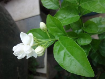 茉莉和什么一起泡最好，茉莉茶有幾種搭配？