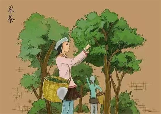 制茶八步驟，制茶工藝流程圖