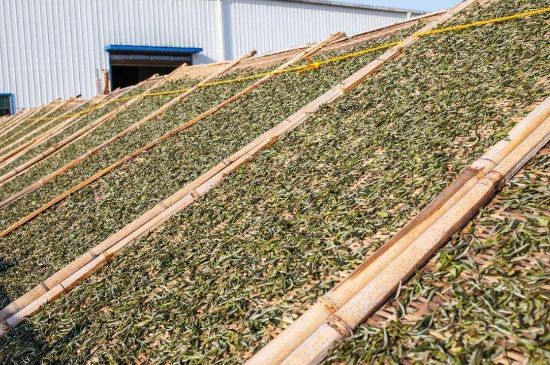 武夷巖茶的初制、精制加工工藝詳細(xì)講解