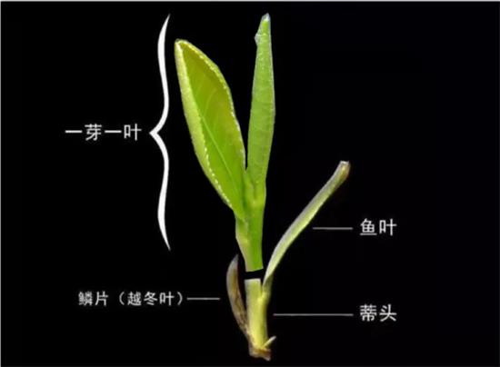 摘茶葉最快的方法，采摘茶葉怎么才能快？