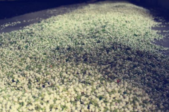 茉莉龍珠怎么做的，茉莉龍珠的制作工藝