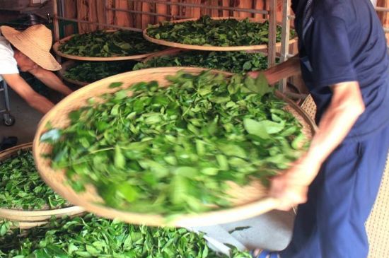 武夷巖茶的初制、精制加工工藝詳細(xì)講解