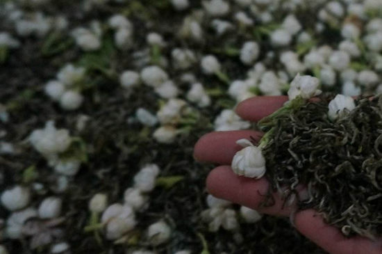 茉莉茶的種類和等級，茉莉花茶的分類