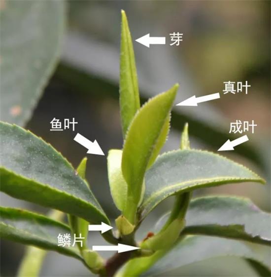 摘茶葉最快的方法，采摘茶葉怎么才能快？