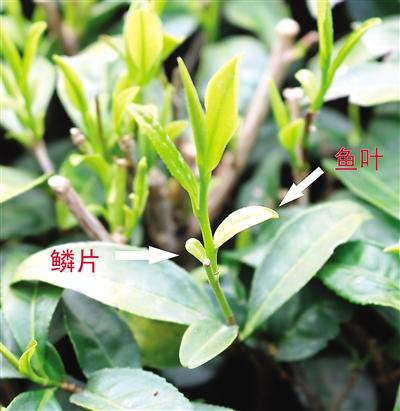 摘茶葉最快的方法，采摘茶葉怎么才能快？