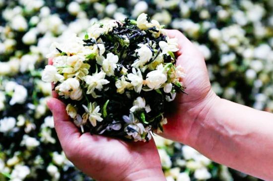 茉莉花和什么在一起喝好，茉莉花喝什么茶搭配？