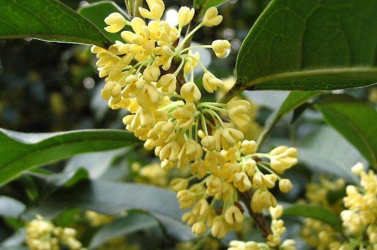 干桂花茶的制作方法，怎樣自制桂花茶？