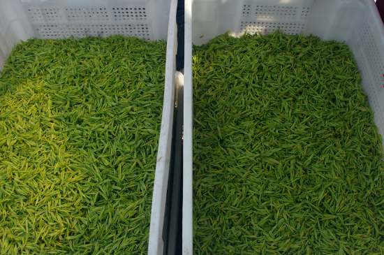 什么茶葉適合用蒸茶器，什么茶可以蒸