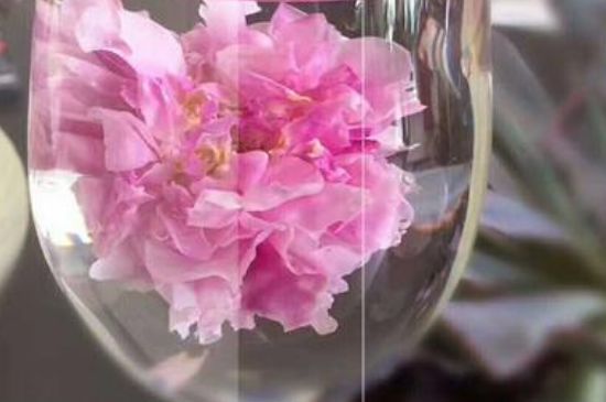 干玫瑰花泡水放幾顆，玫瑰花泡水一次放幾朵？