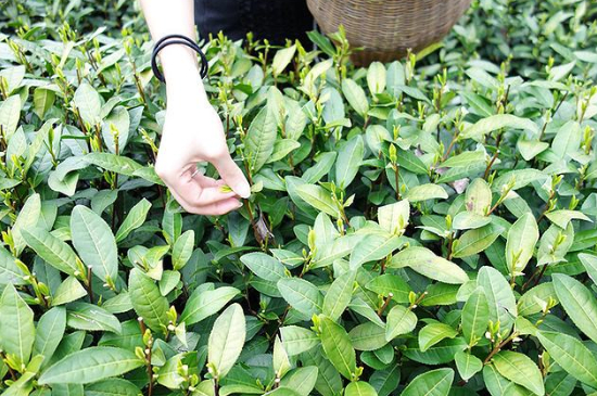 采茶的方法與步驟，如何正確采摘茶葉？