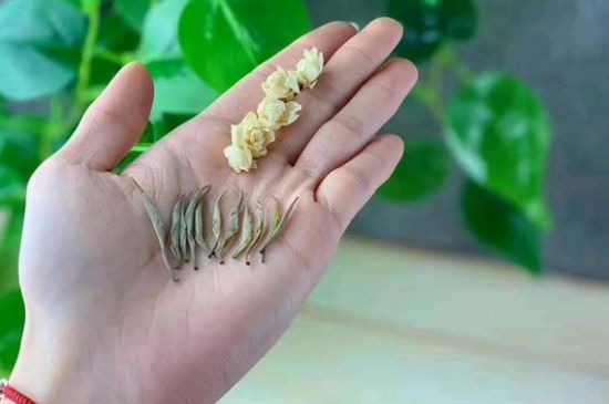 茉莉銀針口感，茉莉銀針是什么味道？