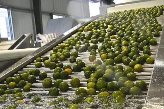 家庭自制柑普茶方法，小青柑制作9個(gè)步驟竅門(mén)（圖片）