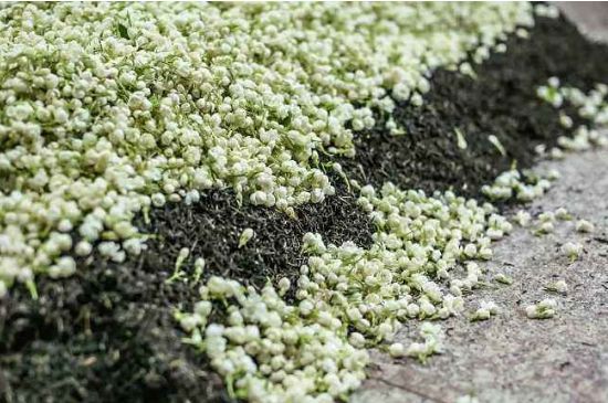 茉莉茶葉的功效與禁忌，什么人不適合喝茉莉花茶？