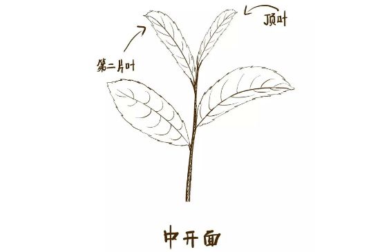 武夷巖茶的初制、精制加工工藝詳細(xì)講解