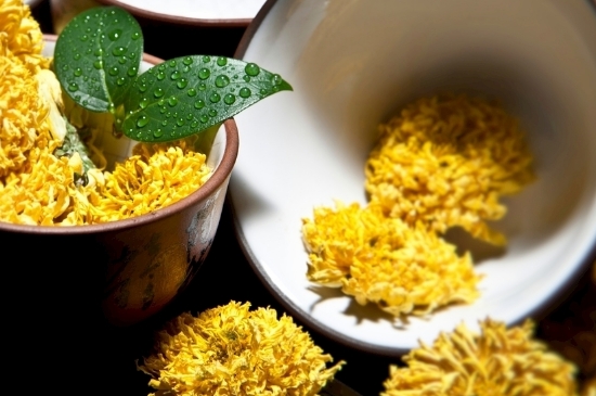 孕婦可以喝菊花茶嗎，菊花對胎兒有致畸作用？