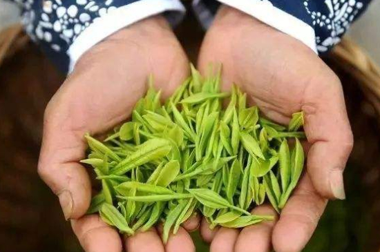 摘茶葉最快的方法，采摘茶葉怎么才能快？