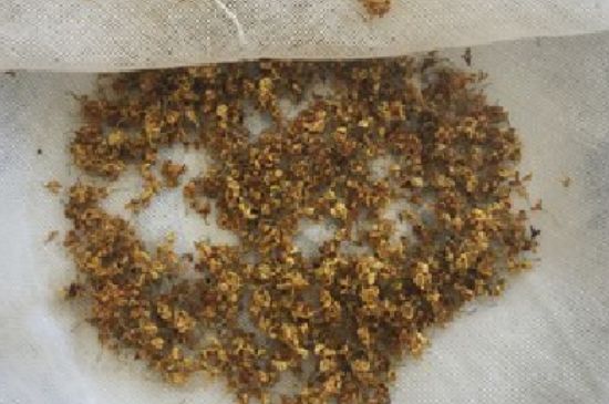 干桂花茶的制作方法，怎樣自制桂花茶？