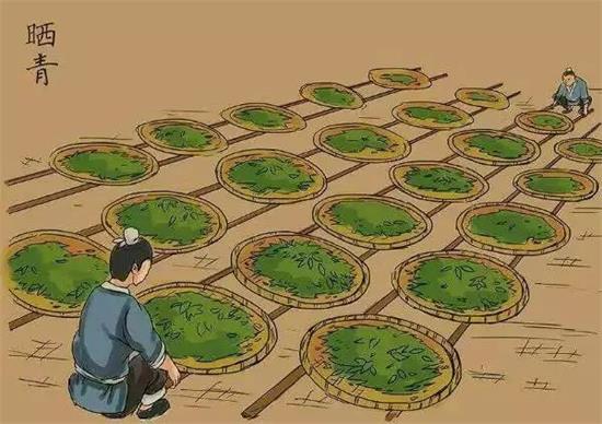 制茶八步驟，制茶工藝流程圖