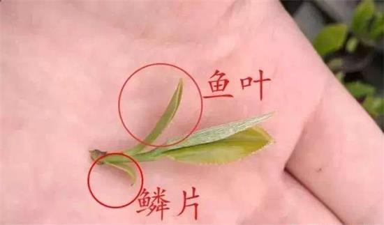 摘茶葉最快的方法，采摘茶葉怎么才能快？