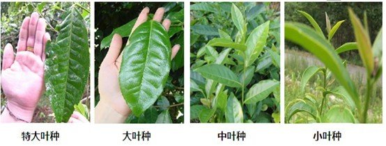 摘茶葉最快的方法，采摘茶葉怎么才能快？