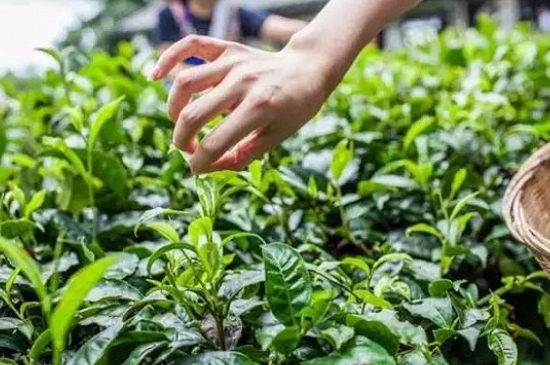 綠茶加工工藝流程圖，綠茶的加工制作包含哪幾個步驟？
